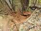 Deres tapló (Ganoderma applanatum), Mátra